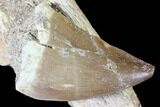 Mosasaur (Prognathodon) Tooth on Bone #85680-1